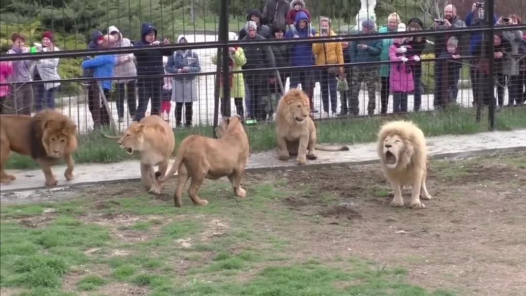 Kings On The Game