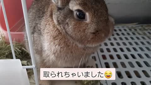 キューブをポリポリ食べるウサギ