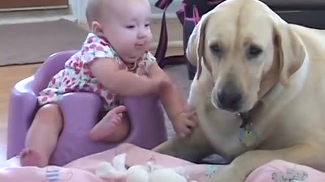 yellow lab and baby