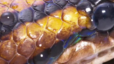 This rainbow legend is absolutely beautiful!