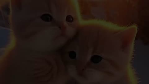 Funny cats🐣