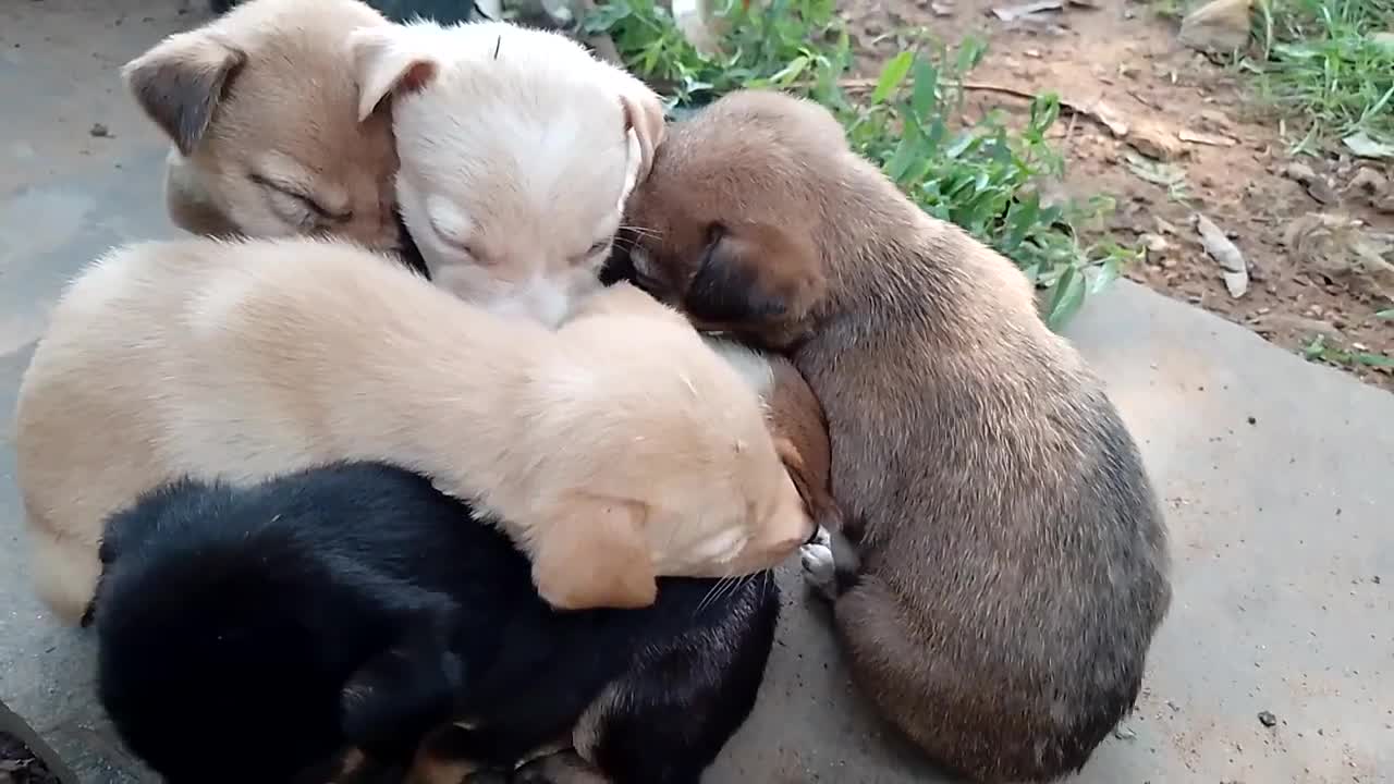 Puppy sleeping very chill see this video