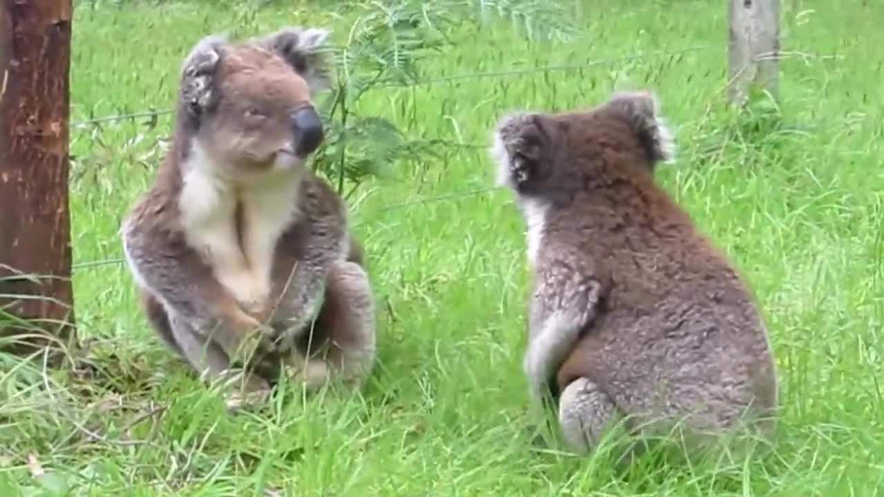 Cute Koala Fight