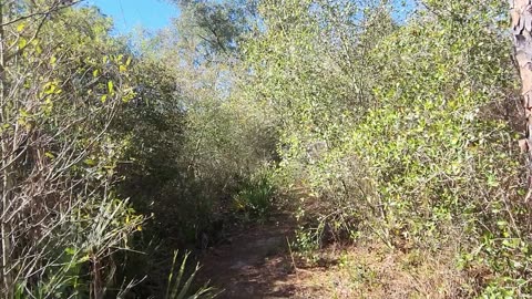 Yearling Trail Hike in the Florida Ocala National Forest on SR 19