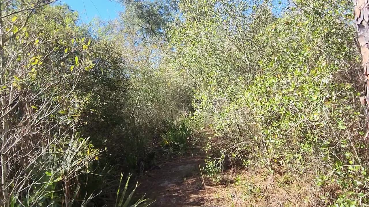 Yearling Trail Hike in the Florida Ocala National Forest on SR 19