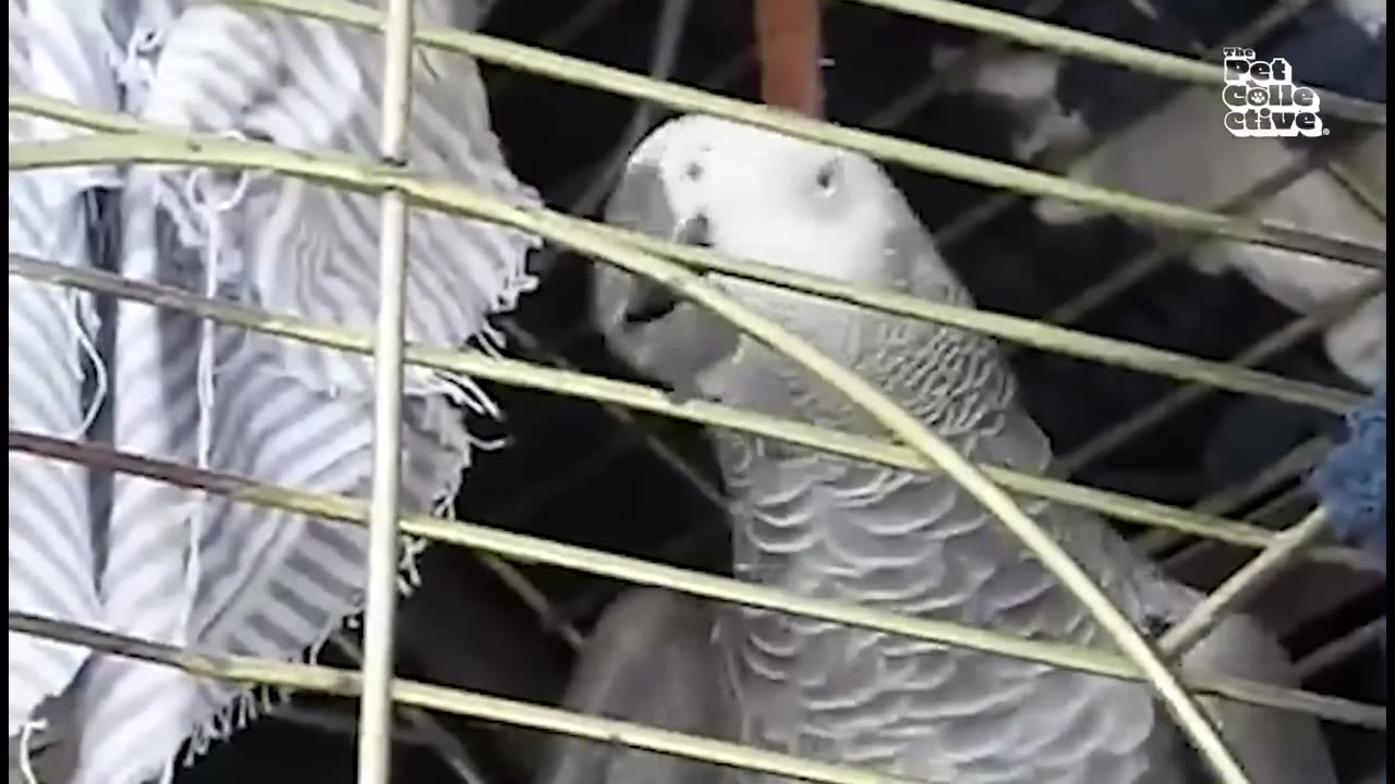 The FUNNIEST Parrots 🦜 🤣 Best Compilation