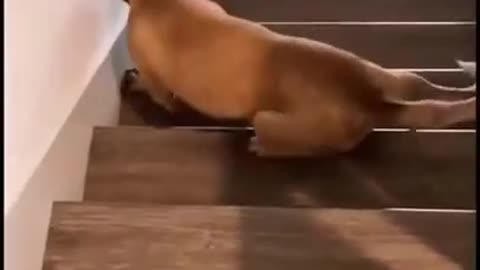 Funny Dog Videoss