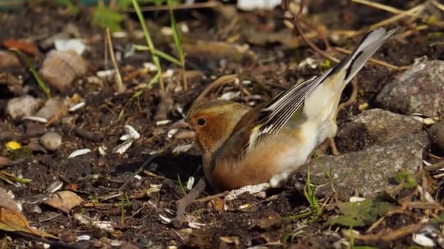 Animal Video - Beautiful Animals