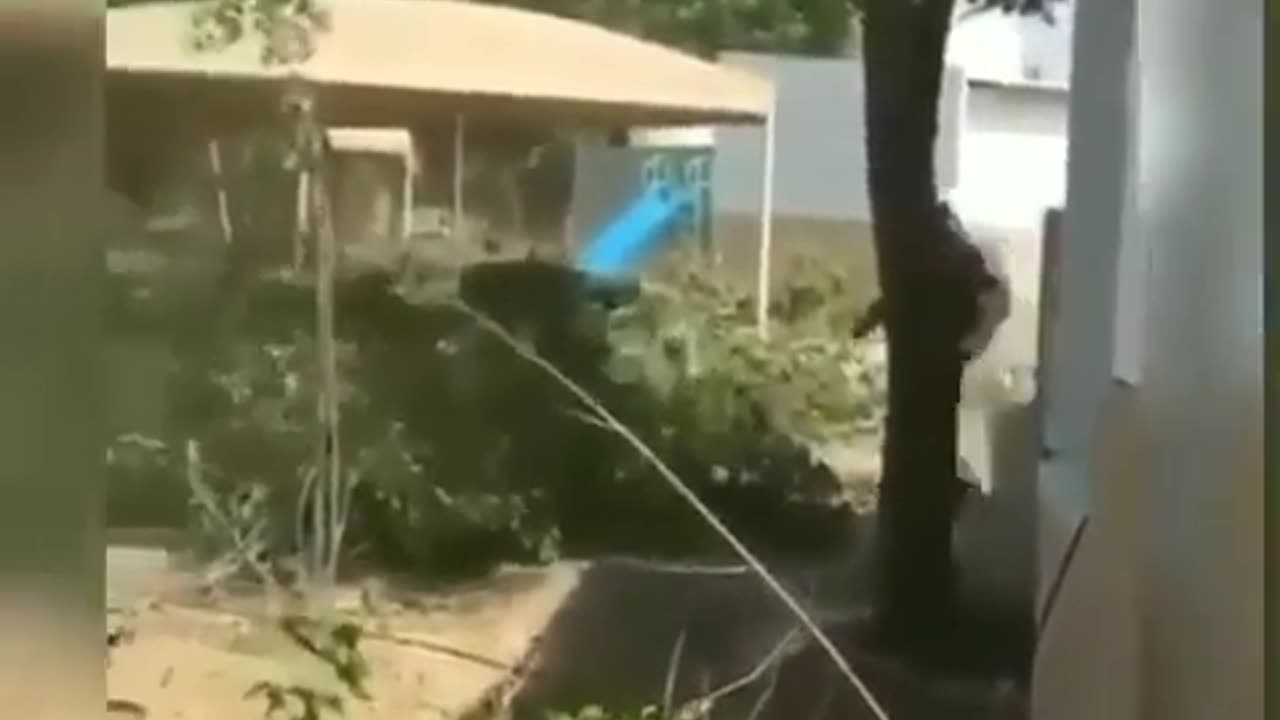 cutting tree