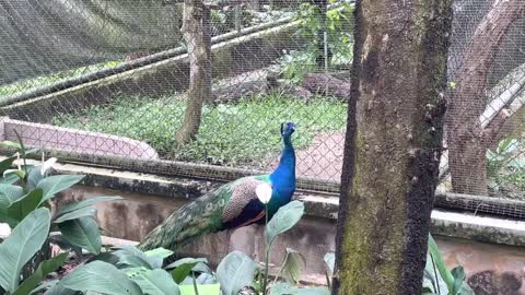 Peacock @ National Zoo Malaysia