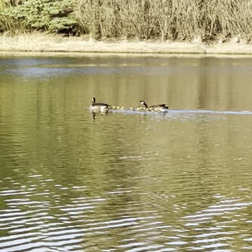 Geese with their babies in lake