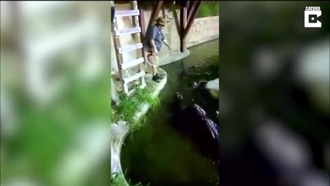 Guy falls into alligator pit full video