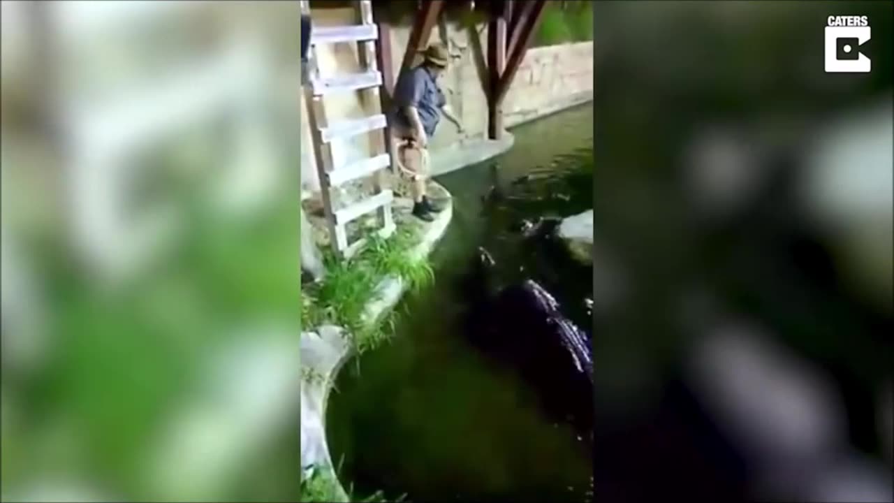 Guy falls into alligator pit full video