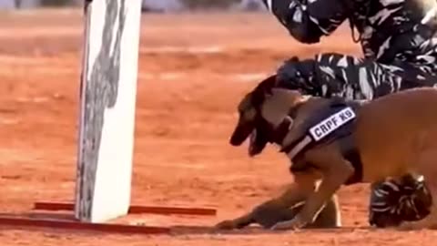 Indian Army dog training