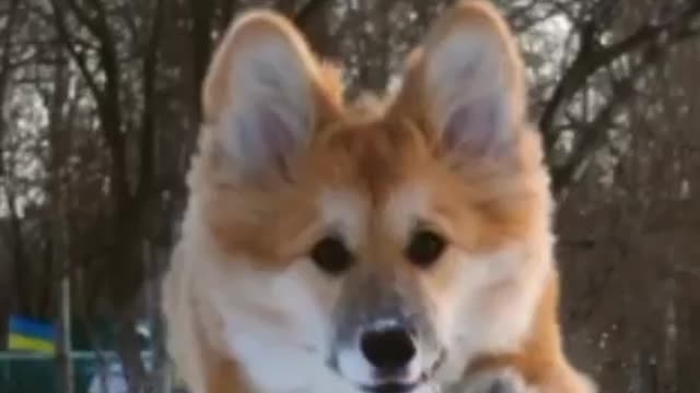 Puppy playing on snow ❄️🌨️ you'll love it