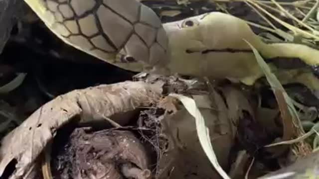 king cobra Eat python snake