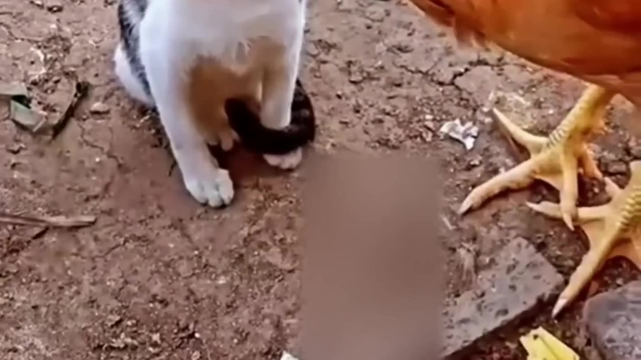 Cat🐈 VS Chicken🐓