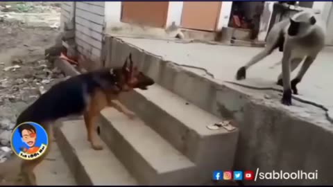 Dog funny videos