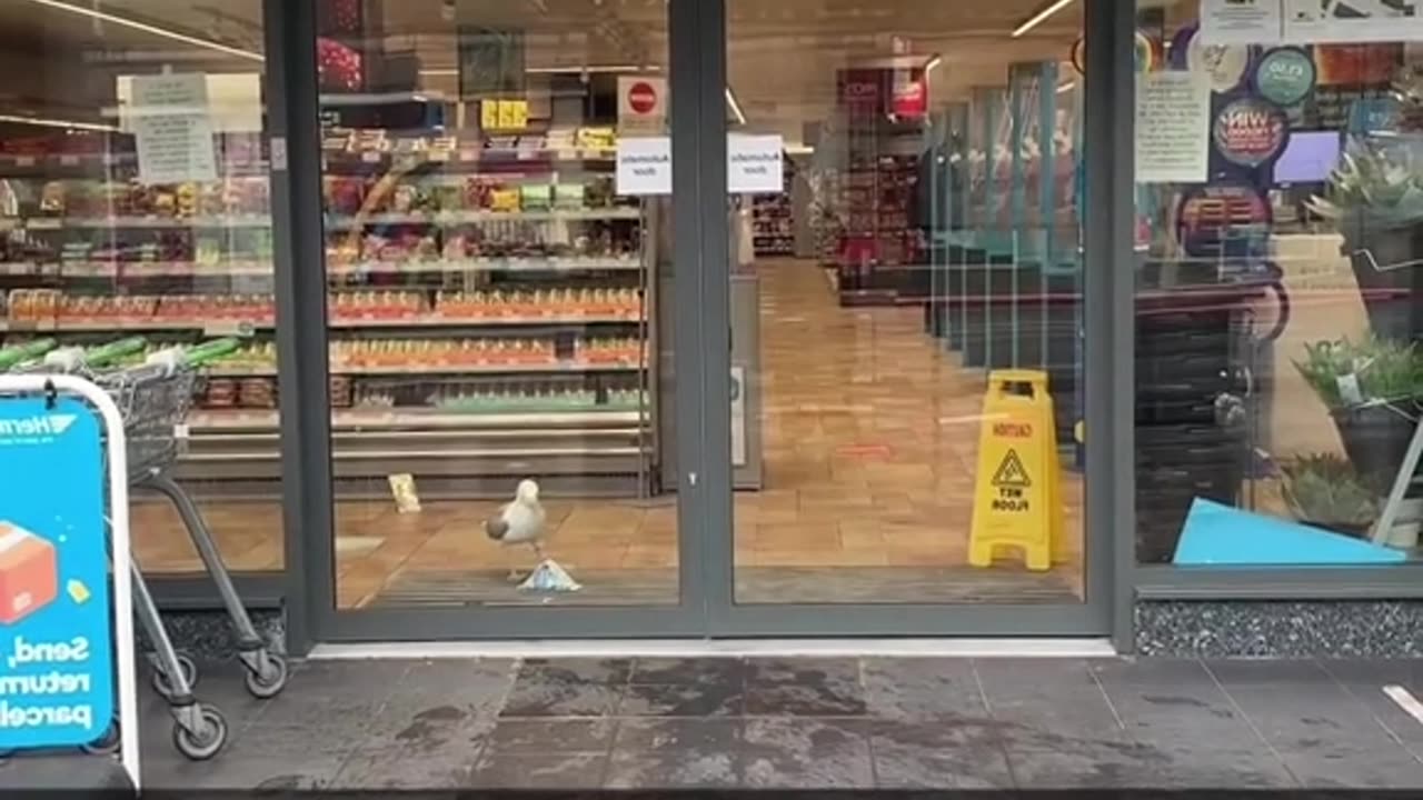 The person who opened the door for the seagull at the end 😭