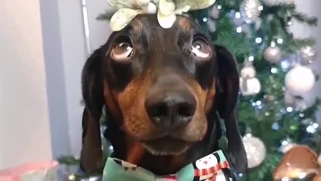 Dachshund Balances Mistletoe at Christmas