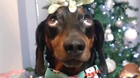 Dachshund Balances Mistletoe at Christmas