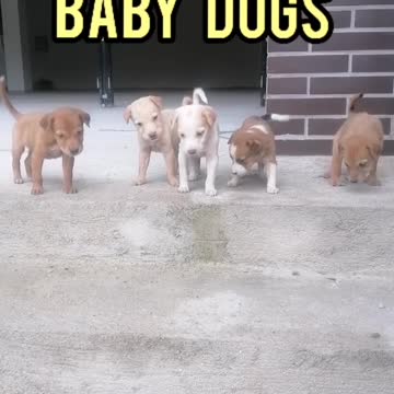 Funny and cute dogs | #dogvideos| #funnydogs | #dog |Susan bro |#Shorts