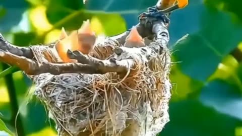 Bird in the wild