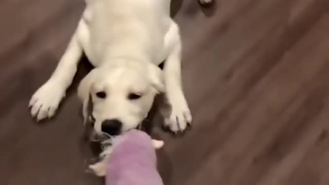 Labrador Puppies Cute and funny dogs video 3#Shorts