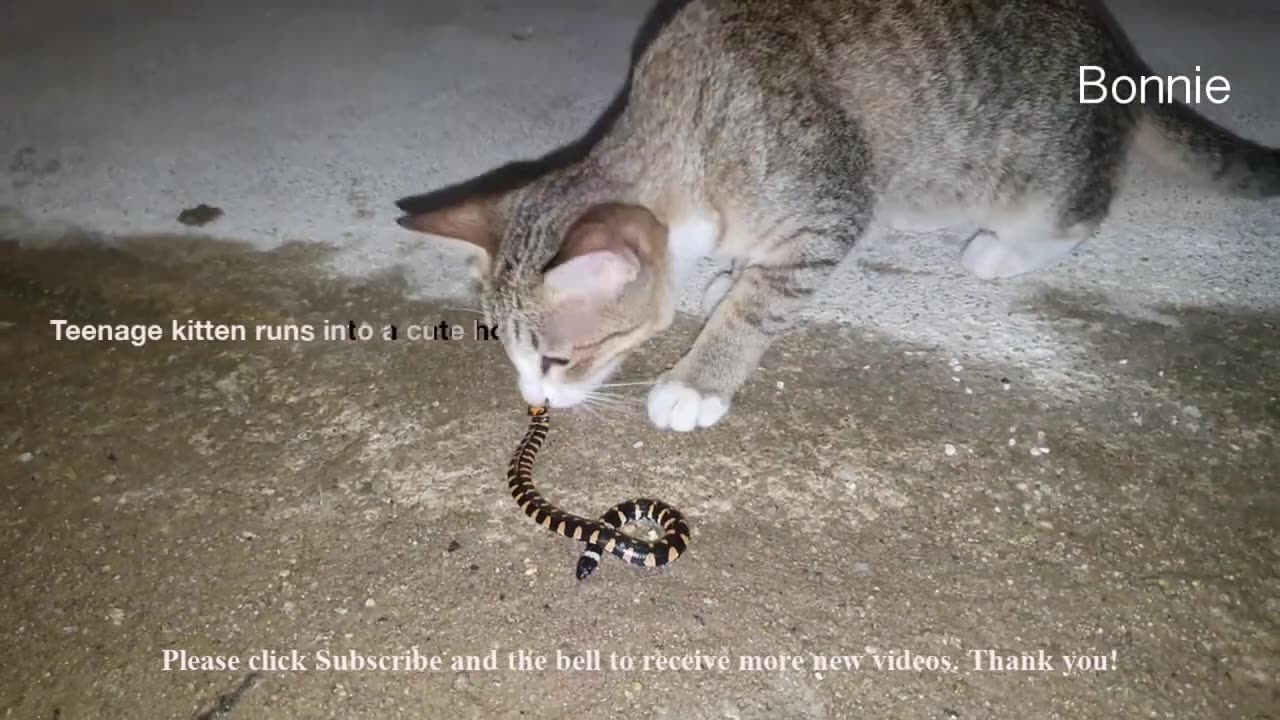 Snake attacks Bonnie cat #babycat #Bonnie Cat Teen