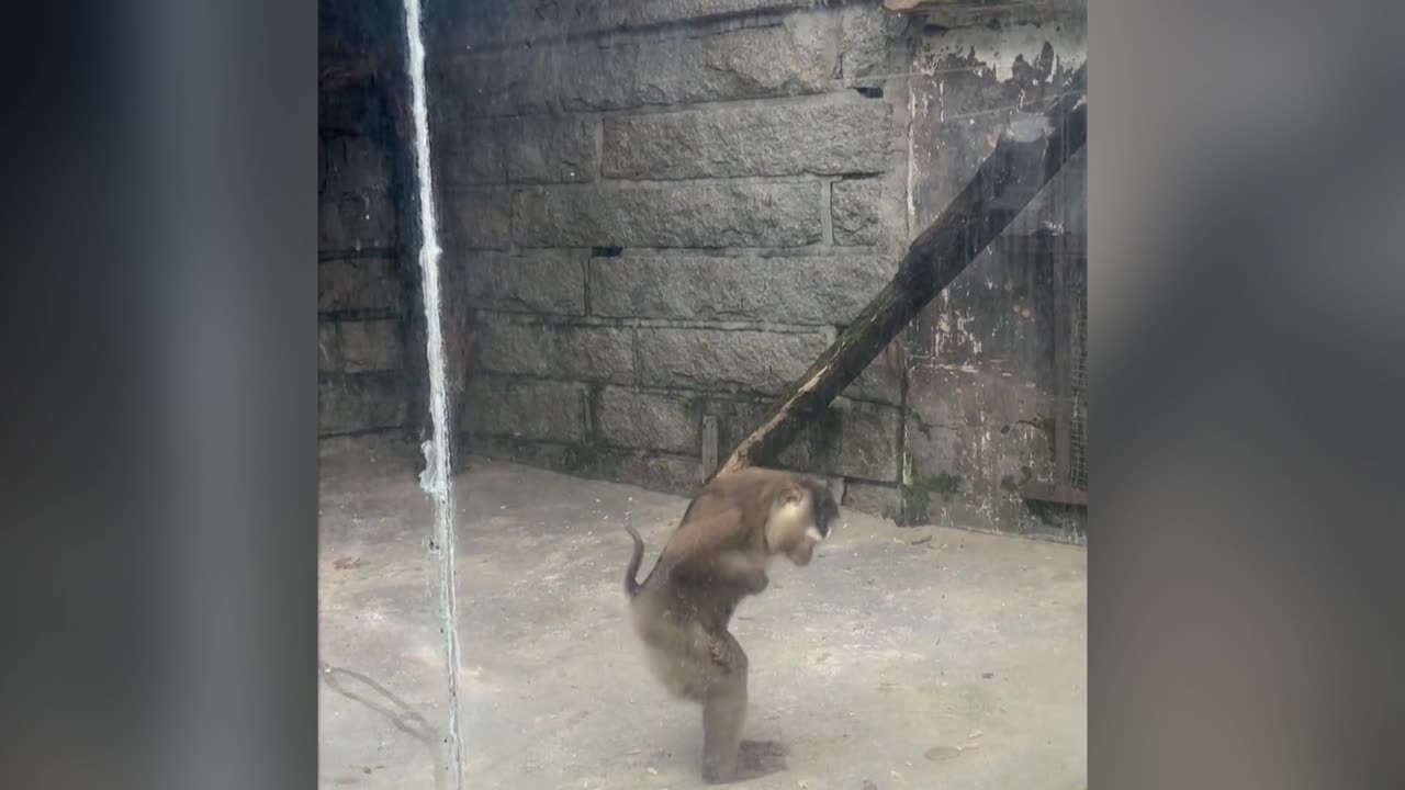 Macaque Jumps At Visitor To Scare Him But Hurts Itself Instead