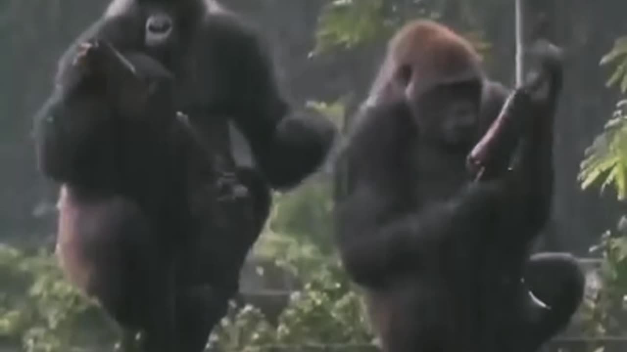 Champe Zi enjoying rain on tree/funny champe Zi of Pakistan enjoying in rain