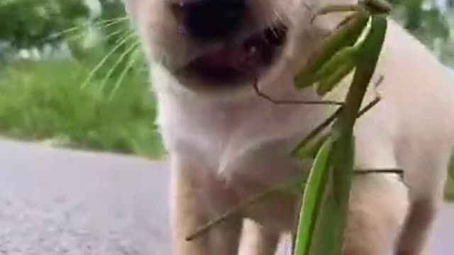 Funny Animals 2023!!!