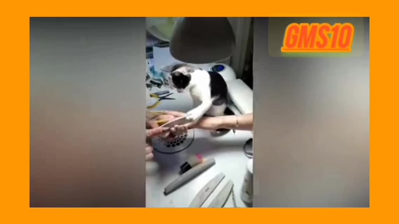 Funny video of 🐈 cat and man 🥰