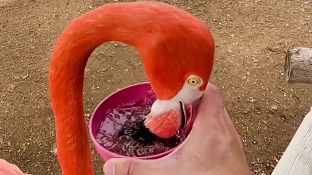 Flamingo Snack TIme