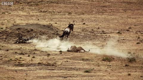 Cheetah chases wildebeest | The Hunt - BBC One