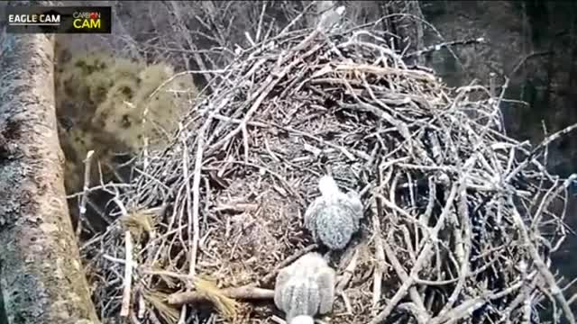 A nature cam set up to film baby eagles captures something strange.