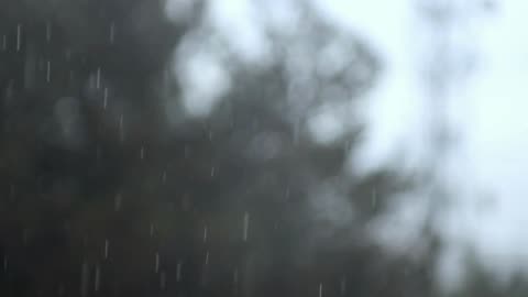 Forest rain sounds