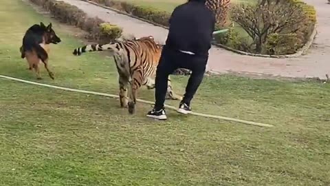 Tiger and dog