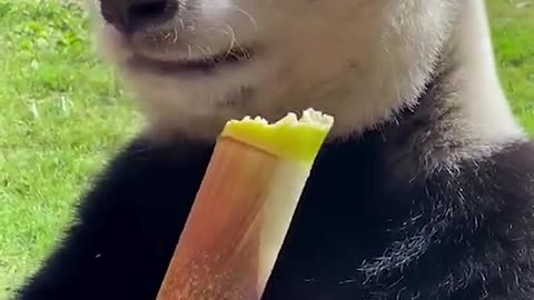 Bamboo eating Fun: Panda's delicious encounter with sweet bamboo