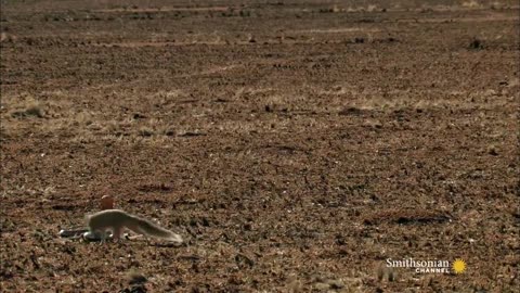 Mongoose Vs. Cobra | Smithsonian Channellovely