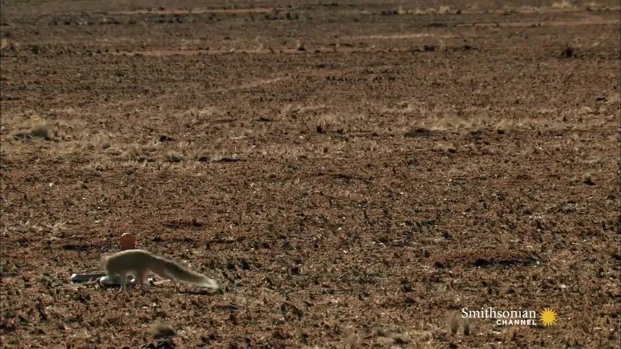 Mongoose Vs. Cobra | Smithsonian Channellovely