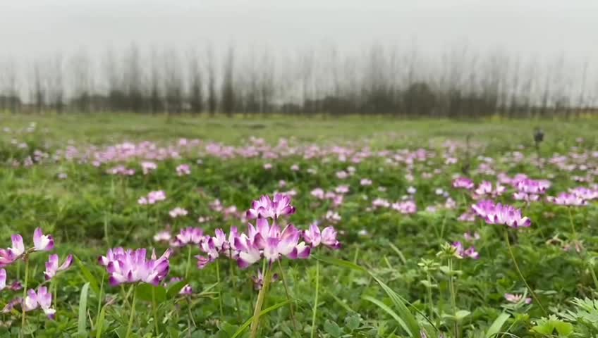 Look at these lotus flowers