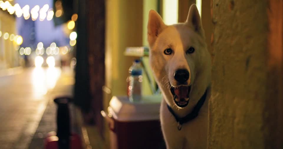 Great Funny Dogs Family Videos new 1