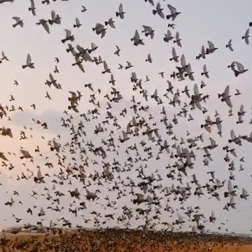 "Unleashing the Joy of Flight: Embracing the Freedom to Soar"