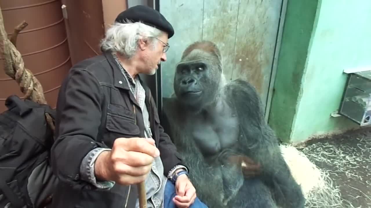 Orangutans imitate the old man's conversation