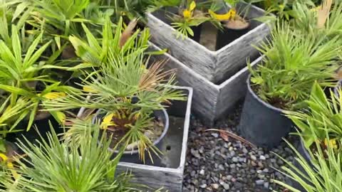 Palm tree variety at a local nursery