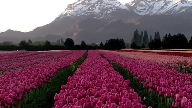 Beautiful sea of flowers