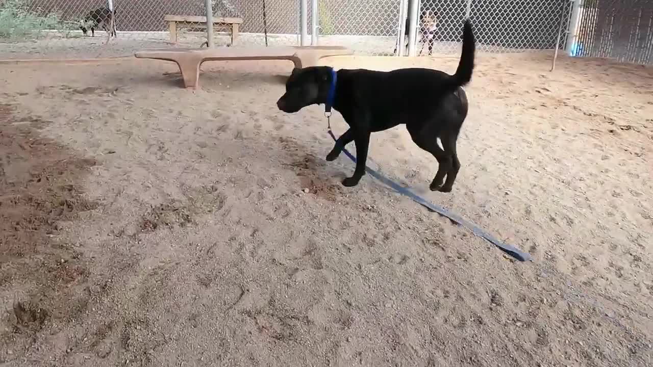 smart dog