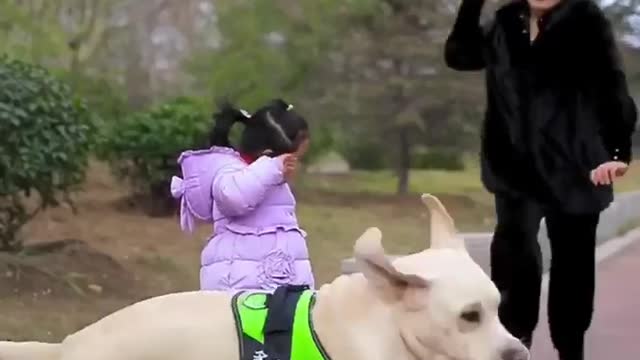 Dog Robs Child of Food to Save Her