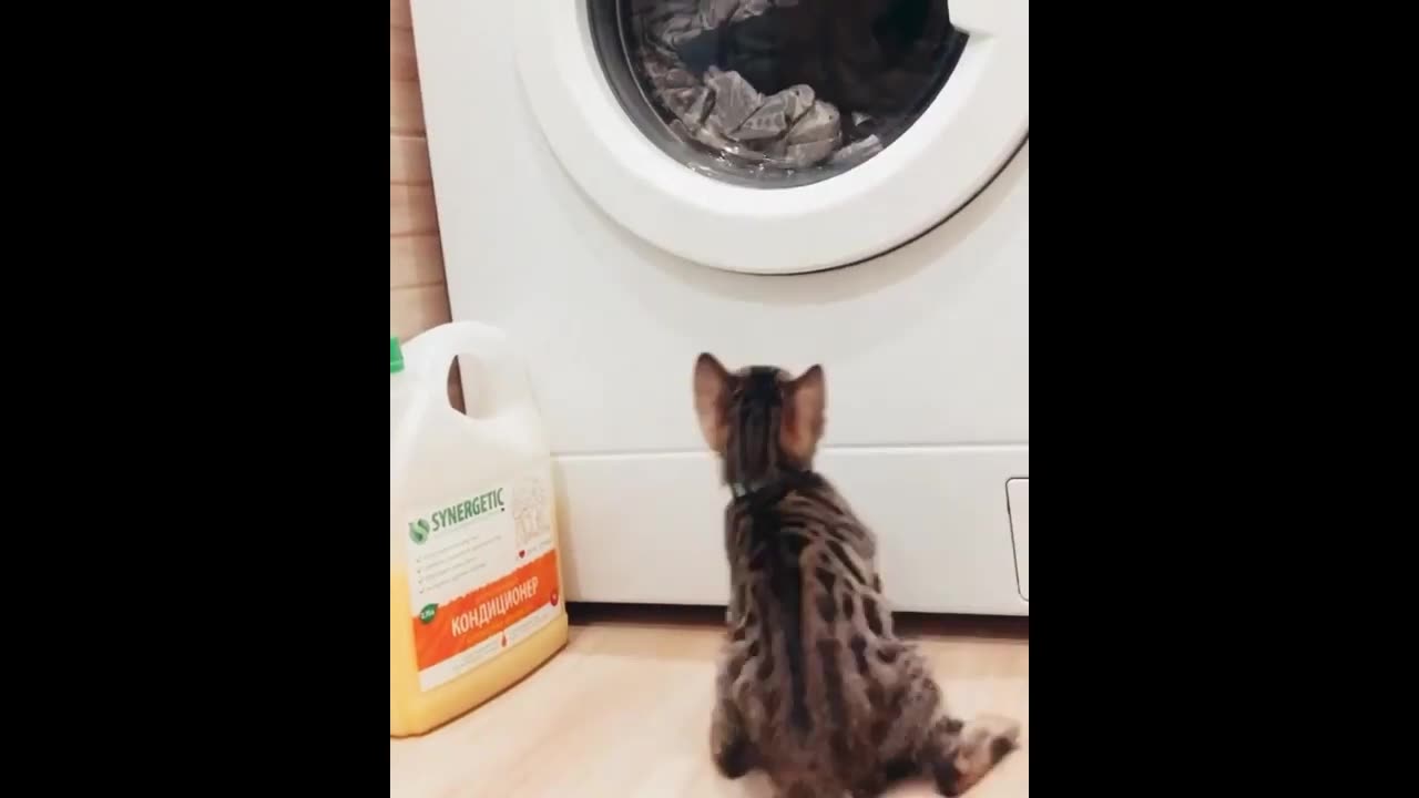 Cool videos about animals